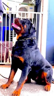 Shogunate Kennels - Rottweiler Breeder - Melbourne, VIC