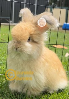Foursista Bunnies - Purebred English Angora Rabbit Breeder - Sydney, NSW
