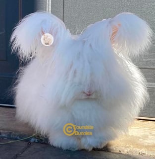 Foursista Bunnies - Purebred English Angora Rabbit Breeder - Sydney, NSW