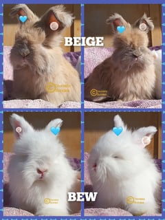 Foursista Bunnies - Purebred English Angora Rabbit Breeder - Sydney, NSW