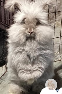 Foursista Bunnies - Purebred English Angora Rabbit Breeder - Sydney, NSW