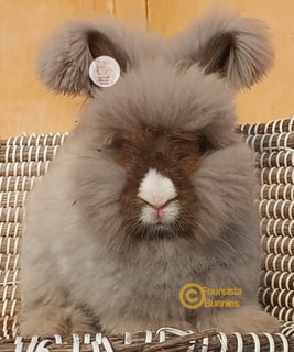 Chocolate vm Foursista Bunnies - Purebred English Angora Rabbit Breeder - Sydney, NSW