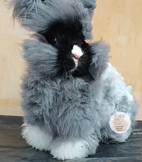 Foursista Bunnies - Purebred English Angora Rabbit Breeder - Sydney, NSW
