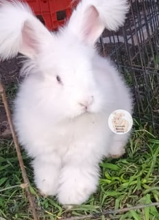 Foursista Bunnies - Purebred English Angora Rabbit Breeder - Sydney, NSW