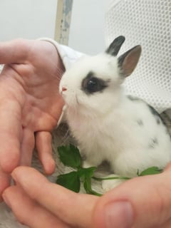 NethieLand Sydney Netherland Dwarf House Rabbit Specialists 