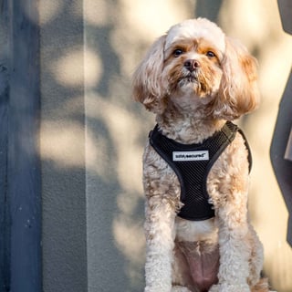 Safely Secured | Anti-Theft Dog Lead & Harnesses 