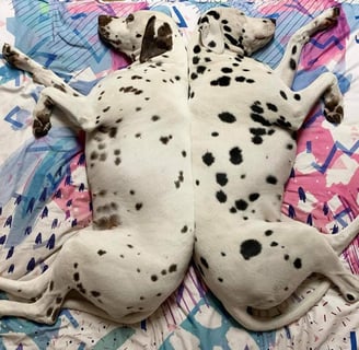 Spotadot - Dalmatian Breeder - Brisbane, QLD