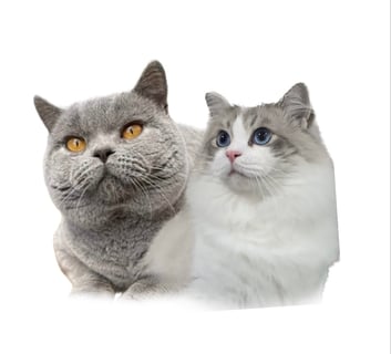 Opulence Ragdolls & British Shorthair 