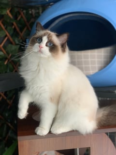 Opulence Ragdolls - Ragdoll Cat Breeder - Officer, VIC