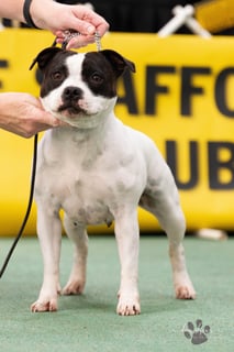 Zaharastaff - Staffordshire Bull Terrier Breeder - Wollongong, NSW