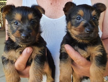 TERRIADEN - Australian Terrier Breeder - Cairns, QLD