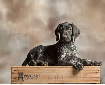 Ashepoint Kennels - German Shorthaired Pointer Breeder - Lowood, QLD