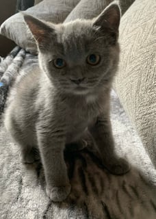 Sumibo - British Shorthair & Scottish Fold Breeder - Perth, WA