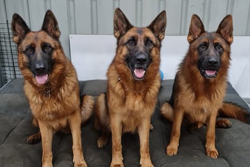 STORMNAK KENNELS - German Shepherd Breeder - Camden, NSW