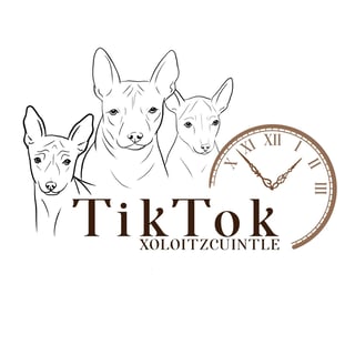 TIKTOK Xolitzcuintle - Miniature Xoloitzcuintle Breeder - Bakers Hill, WA