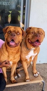 Berserkr Kennel - Dogue de Bordeaux Breeder - Peregian Beach, QLD