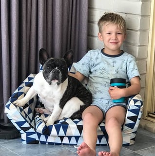 Opalus French Bulldogs - French Bulldog Breeder - Toowoomba, QLD