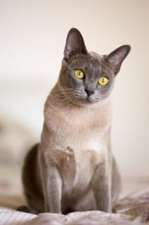 Burmese Kittens By Oramor