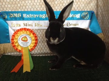 COOLABAH MINI REX & POLISH RABBIT Breeder - Gippsland, VIC