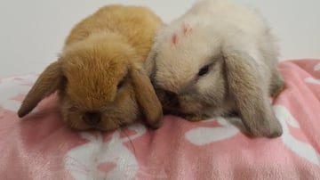 Seasidebunnies21 - Mini Lop Rabbit Breeder - Adelaide, SA