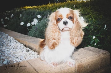 Fredricos Cavaliers - Cavalier King Charles Spaniel Breeder - Brisbane, QLD