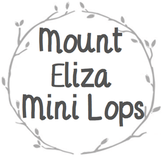 Mount Eliza Mini Lops - Mini Lop Rabbit Breeder - Melbourne, VIC