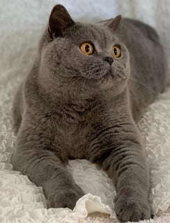 Ewenique British Shorthair Breeder - Evandale, TAS