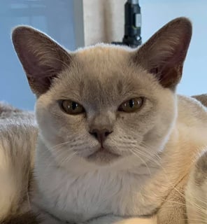 CopperKee Burmese Cat Breeder - Evandale, TAS