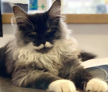 Coonucopia - Maine Coon Breeder - Evandale, TAS