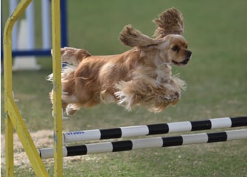 The American Cocker Spaniel Club Inc (NSW)