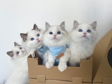 BANACO - Ragdoll and Exotic Cat Breeder - North Kellyville, NSW