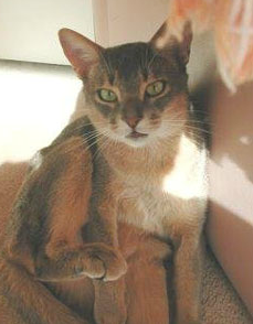 Osiris Abyssinians - Abyssinian Cat Breeder - Brisbane, Queensland