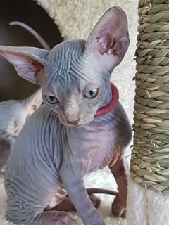 Cosmickatz Sphynx Cattery  - Sphynx Cat Breeder - Sydney, NSW