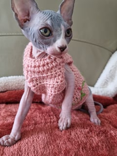 Cosmickatz Sphynx Cattery  - Sphynx Cat Breeder - Sydney, NSW