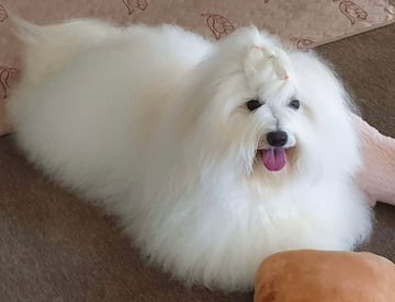 GUYS’N’DOLLS Coton De Tulear Breeder - Brisbane, QLD