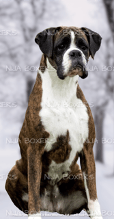 NIJA BOXERS - Penrith, NSW