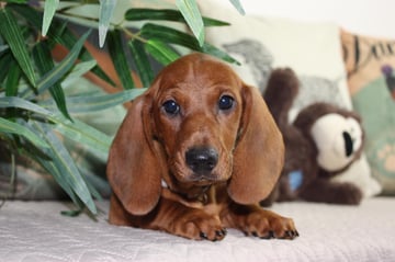 Digavia Dachshunds Standard Dachshund Breeder - Gatton, QLD 