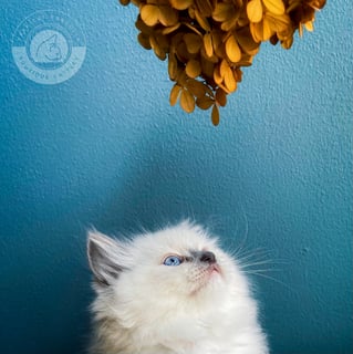 TAKKICAT Ragdolls - Pedigree Ragdoll Breeder - Sydney, NSW