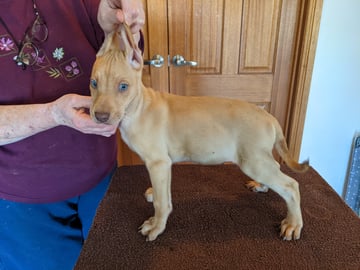 Waraqucha Peruvian Hairless Dogs - Lewiston, SA