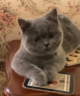 Peartreehill - British Shorthair & Scottish Fold & Shorthair Breeder - Braidwood, NSW