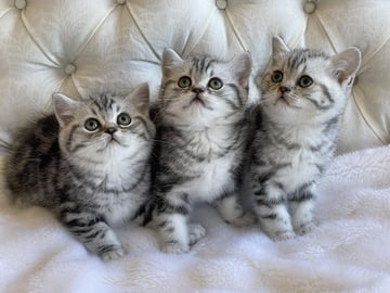 Peartreehill - British Shorthair & Scottish Fold & Shorthair Breeder - Braidwood, NSW