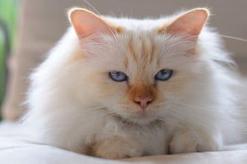 Feanor Birmans - Birman Breeders Aust - Brisbane, Queensland