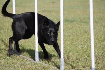 Callicoma Kelpies - Australian Kelpie Breeder - Grafton, NSW