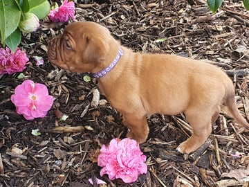 Copaloadovme - Dogue de Bordeaux Breeder - West Gippsland, VIC