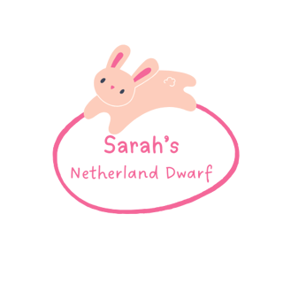 Netherland Dwarf Rabbit Breeder - Sydney Hills District, NSW
