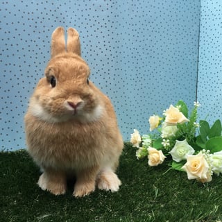 Netherland Dwarf Rabbit Breeder - Sydney Hills District, NSW