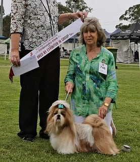 LEIMING Shih Tzu Breeder - Blayney, NSW