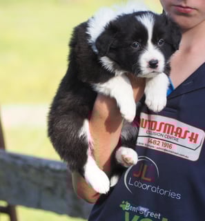  Binbirrim - Christensen's Border Collies 