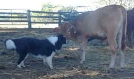  Binbirrim - Christensen's Border Collies 