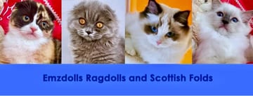 Emzdollz Ragdoll and Scottish Fold Breeder - Brisbane, QLD